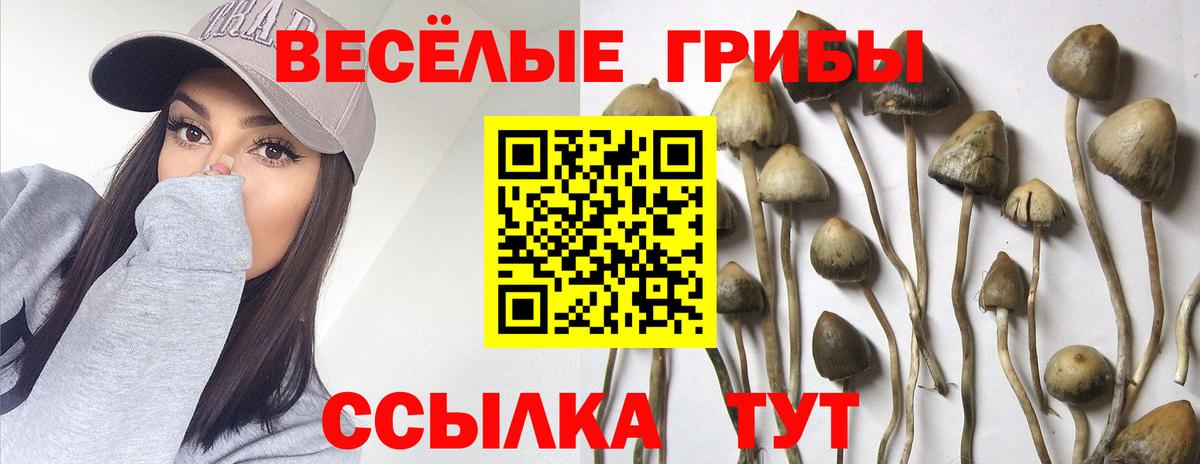 Псилоцибиновые грибы Psilocybe Котельники